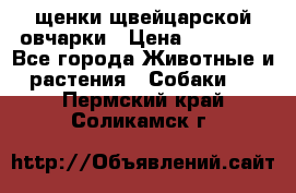щенки щвейцарской овчарки › Цена ­ 15 000 - Все города Животные и растения » Собаки   . Пермский край,Соликамск г.